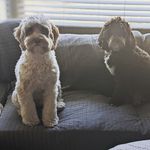 Grover and Eleanor - @adventures_of_grover_eleanor - Instagram