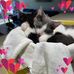 Eleanor Hirsch - Facebook