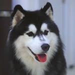 Eleanor Leon - @leonthemonochromehusky - Instagram