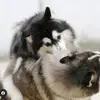 Hachi The Handsome Husky - @eleanorleon - TikTok