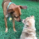 Rigby + Eleanor Murphy🐾 - @eleanor.rigby.murphy - Instagram