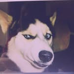 eleanor reilly - @doggy1486754321 - Instagram