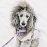 Eleanor Dogsevelt - @eleanor_thesilverpoodle - Instagram