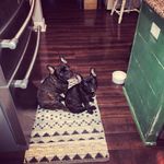 Cara Schepper - @eleanor_simon_frenchielife - Instagram