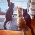 Eleanor, Simon, Oliver & Lydia - @thelittlefurrbabies - Instagram