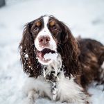 Eleanor The Springer Spaniel - @evermore.eleanor - Instagram