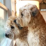 Eleanor Rigby + Ringo Starr - @eleanorandringowheaten - Instagram