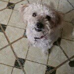 Eleanor Starr🐩👑🐾🍴💤💩 - @eleanorstarr - Instagram