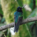eleanor stone - @wildlifebyel - Instagram