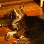 Eleanor Strong Darky - @mimbidog - Instagram