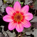 Eleanor Sweeney - @eleanorsweeney57 - Instagram