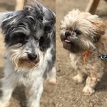 Eleanor, Walter, & Finn - @eleanor_and_walter - Instagram
