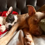 Walter & Eleanor - @walter_eleanor_pittieadventure - Instagram