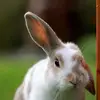 eleazarvasquez - @elliottandruby - TikTok