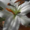 _Elena_Balashova_ - @_elena_balashova_ - TikTok