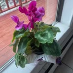 Elena Bennett - Facebook