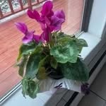 Elena Bennett - @elenabennett447 - Instagram