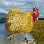 Пародная птушка🦃куры🐓качкі🌾 - @elena_and_bird - Instagram