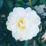 Elena Bishop - @elenabishop52 - Instagram