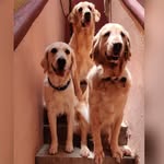 ELENA, ZARA AND CASPER - @the_3_retrievers - Instagram