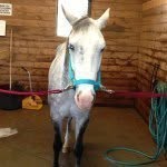 Horse Lover :) I Love Blue. - @elena_cass - Instagram