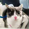 ëschapa - @elena_schapa - TikTok