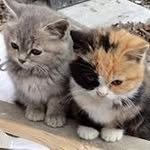 Elena Chiru - @nuty.chiru - Instagram
