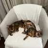 Bengals MIA and Milo🐆🐆 - @elena_clements - TikTok