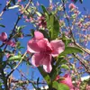 elenadavis - @elenadavis447 - TikTok