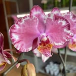 Елена Фиш - @elena_fish1803 - Instagram