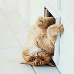 Елена - @elenaflint25 - Instagram