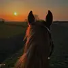 💞E💞 - @elena_horseslover - TikTok