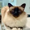 Ileana Ingram - @ileana.ingram - TikTok