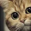 Elena Lau - @elena.lau8 - TikTok
