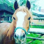 Elena Neff - @elena_half_horse - Instagram