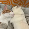 Georgie & Jeezy - @elenarochelle - TikTok