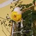 Elena Mirea Sebe - Facebook
