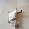 Elena Sequeira - @usarelena1 - TikTok