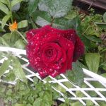 Елена Шустер - @elenashuster1957 - Instagram