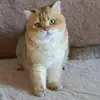 Elena SilverTeddy - @elenasilverteddy - TikTok