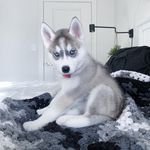 Elena Springer - @elenaspringerhusky - Instagram