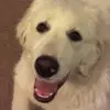 elena winter - @winter_puppy4 - TikTok