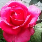 Eleni Dimou - Facebook