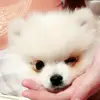 elenidimou - @eleni_dimou_tsanki - TikTok