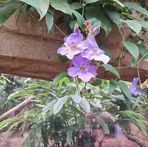 Elfi Thomas - Facebook