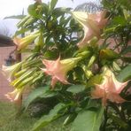 Elfi Thomas - Facebook