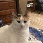 Jenn Elfi Thomas - @jennthomas7135 - Instagram