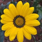 Elfriede Braun - @elfridebraun - Instagram