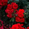 Elham Barani - @elhambarani57 - TikTok