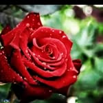 elham_barani - @elham_barani26 - Instagram